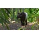Planet Zoo - Southeast Asia Animal Pack DLC RoW PC Steam CD Key