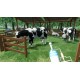 Ranch Farm and Store Simulator PC Steam CD Key