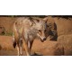 Planet Zoo - Americas Animal Pack DLC PC Steam CD Key