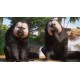 Planet Zoo - Americas Animal Pack DLC PC Steam CD Key
