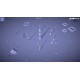 Cosmosiege PC Steam CD Key