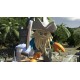 LEGO Pirates of the Caribbean: The Video Game Xbox One / Xbox Series X|S Account