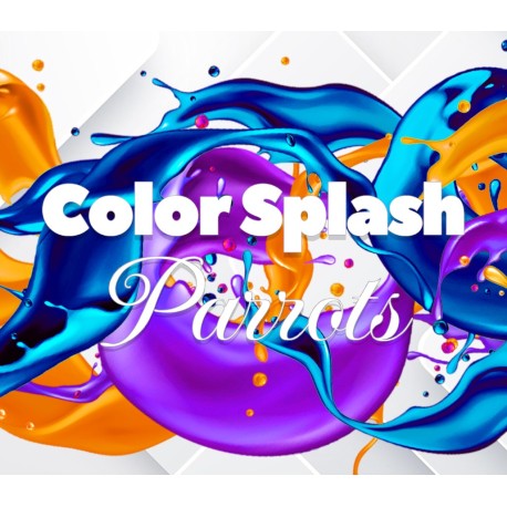 Color Splash: Parrots PC Steam CD Key