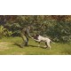 theHunter: Call of the Wild - German Shorthaired Pointer DLC PC Steam CD Key (valid until March, 2027)