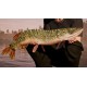 Fishing Sim World: Pro Tour Collector's Edition Steam CD Key