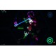 Hexical PC Steam CD Key