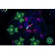 Hexical PC Steam CD Key