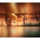 Stellaris: Anniversary Edition PC Steam CD Key