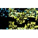 Will Glow the Wisp Steam CD Key
