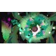 Rose and Locket PC Steam CD Key
