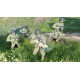 Enlisted - Ultimate US Starter Bundle DLC XBOX One / Xbox Series X|S CD Key