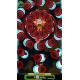 NOISZ PC Steam CD Key
