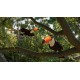Planet Zoo 2 PC Steam Account