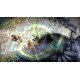 Guardians of Middle-Earth Mithril Edition RU VPN Activated Steam Gift