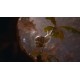 Empire of the Ants PS5 Account