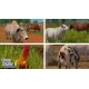 Farming Simulator 17 - Platinum Expansion DLC PC Steam CD Key
