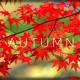 Autumn PC Steam CD Key