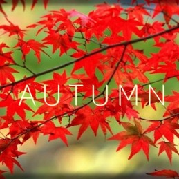 Autumn PC Steam CD Key