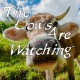 The Cows Are Watching Steam CD Key