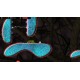 Systematic Immunity Steam CD Key