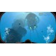 Subnautica EU PC Steam Altergift