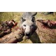 Far Cry Primal Apex Edition RoW Steam Altergift