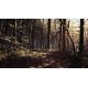 Blair Witch PC Steam CD Key